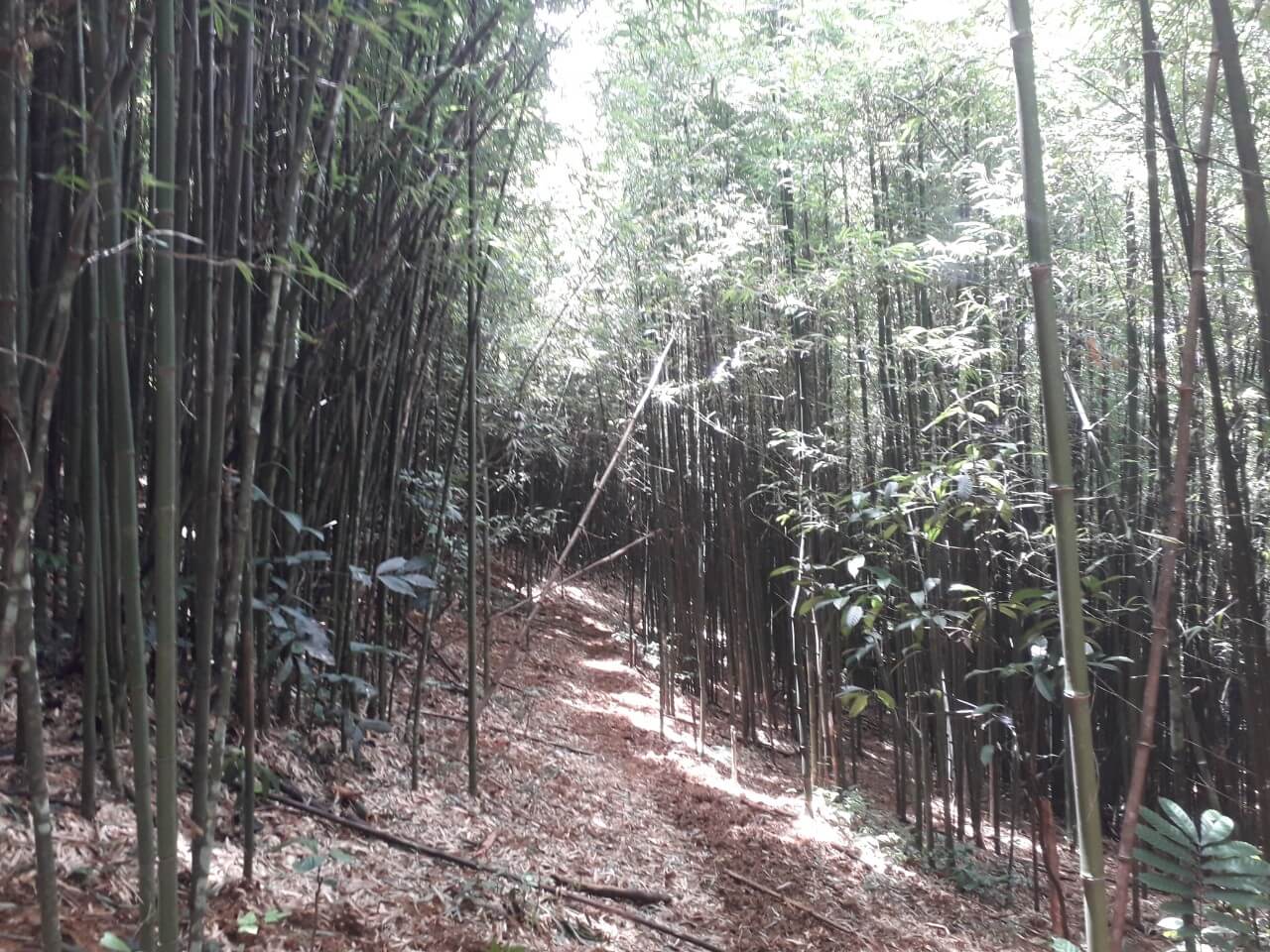 Trails to Pu Luong summit
